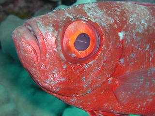 Image showing Bigeye 2