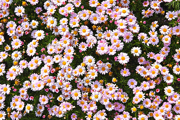 Image showing flower field