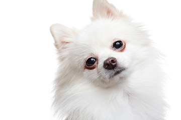 Image showing pomeranian dog