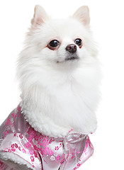 Image showing Pomeranian Spitz dog