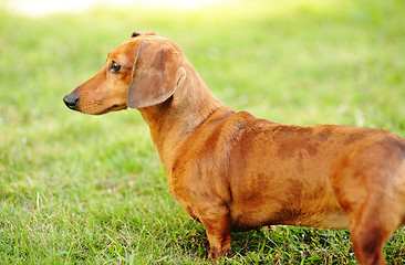 Image showing dachshund dog