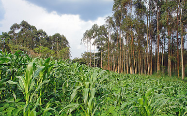 Image showing agriculture in Africa