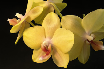 Image showing yellow orchid flowers