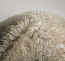 Image showing sheepskin rug detail