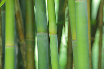 Image showing bamboo