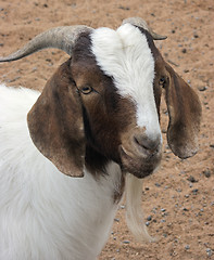 Image showing goat portrait