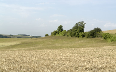 Image showing agricultural panoramic scenery with ripe grain field