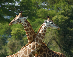 Image showing some Giraffes in Africa