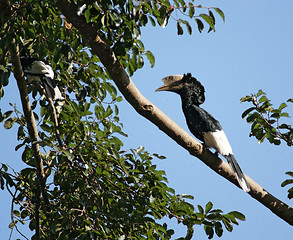Image showing Silvery-cheeked Hornbill in Africa