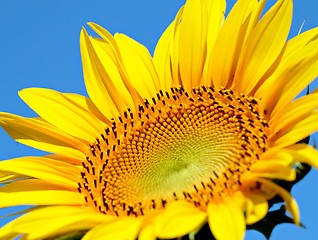 Image showing Sunflower