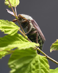 Image showing may beetle sitting on a twig