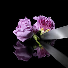 Image showing halved rose and knife