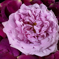 Image showing pink rose and violet petals