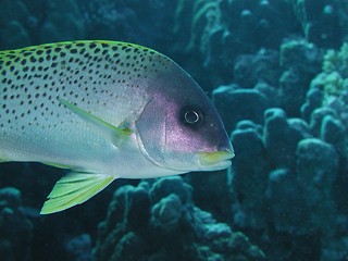 Image showing Blackspotted Sweetlips closeup