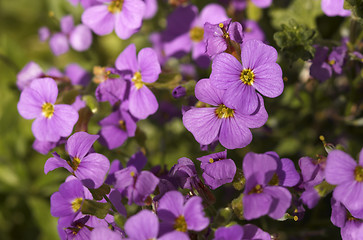 Image showing small violet flowers