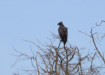 Image showing Long-crested Eagle in Africa