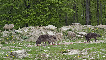 Image showing pride of Gray Wolves