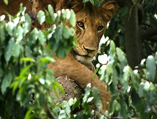 Image showing Lion in Africa