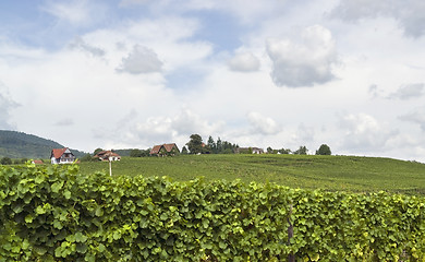 Image showing Mittelbergheim in Alsace