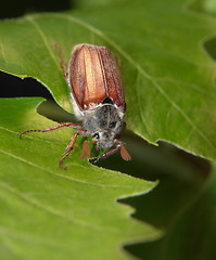 Image showing may beetle sitting on a twig