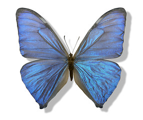 Image showing blue iridescent butterfly