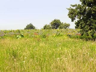 Image showing flowering meadow and trees