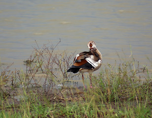 Image showing waterside scenery with egyptian goose