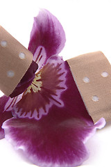 Image showing violet orchid flower and adhesive tape