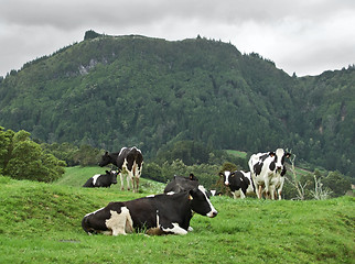 Image showing cows on a meadow