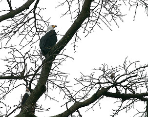 Image showing african sea eagle in a treetop