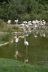 Image showing waterside scenery and flamingoes