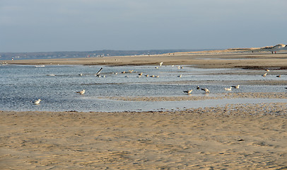 Image showing coastal scenery at Crane Beach