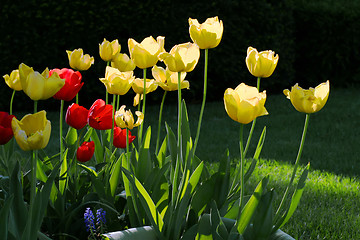 Image showing Tulips - Yellow and Red