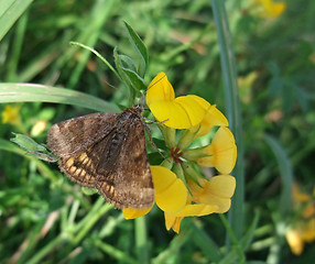 Image showing brown butterfly on yellow flower