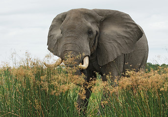 Image showing Elephant in high grass