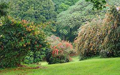 Image showing vegetation in Uganda