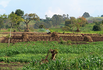 Image showing agriculture near Rwenzori Mountains