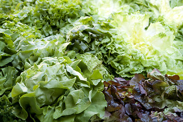 Image showing red and green lettuce background