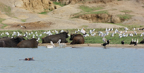 Image showing birds and  water buffalos in Uganda