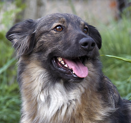 Image showing dog portrait