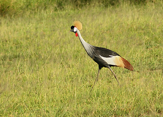 Image showing Black Crowned Crane in Uganda