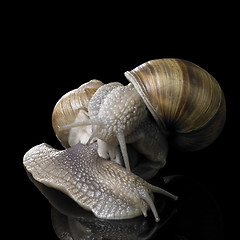 Image showing two Grapevine snails on each other