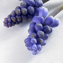 Image showing blue flower umbels