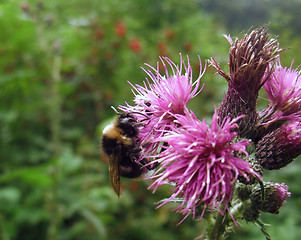 Image showing bumblebee on thistle flower