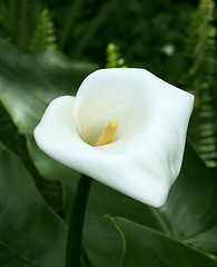 Image showing white flower in dark green vegetation