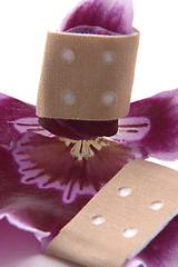 Image showing violet orchid flower and adhesive tape