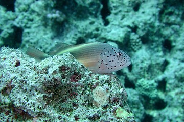 Image showing Freckled Hawkfish