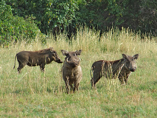 Image showing warthogs in Africa