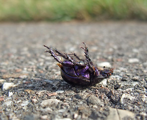 Image showing dead bug supine on pavement