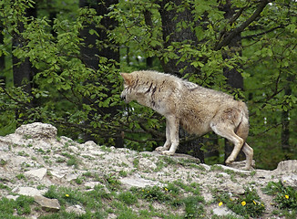 Image showing Gray Wolf on small hill